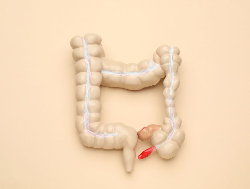 Modèle anatomique simplifié du gros intestin sur fond beige clair.